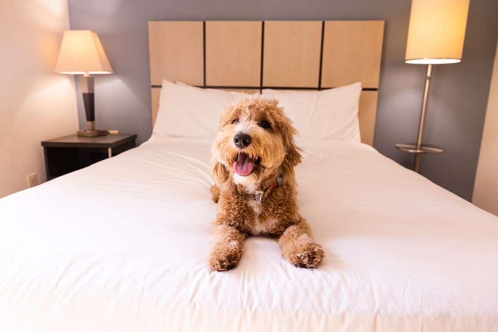 Sonesta Simply Suites Phoenix Tempe Værelse billede